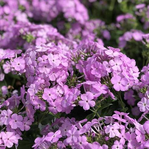 Phlox Opening Act Blush - Order Online