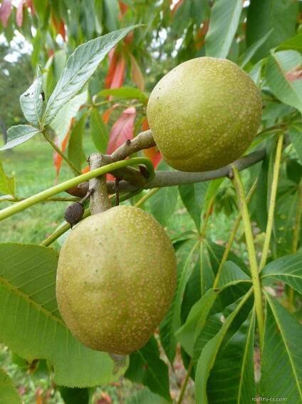 Jírovec marylandský (Aesculus marylandica)