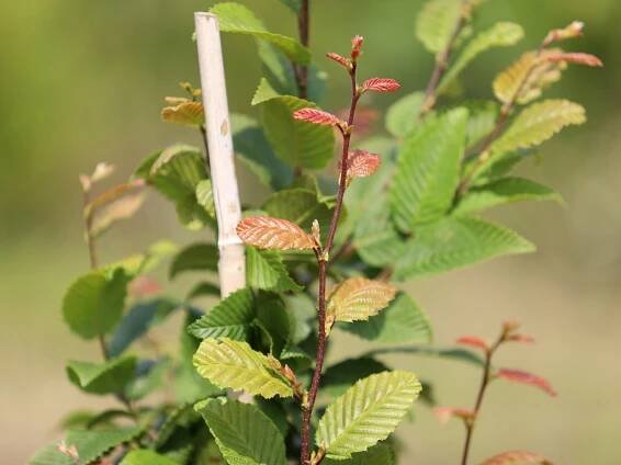 Habr obecný 'Lucas' (Carpinus betulus) – sazenice 40 – 70 cm Druh rostliny ostatní
