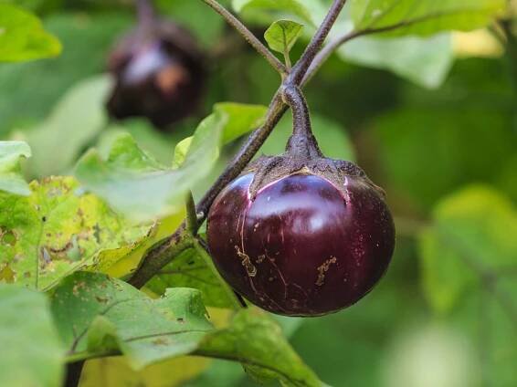 Aubergine im Topf anbauen: Das Fassungsvermögen ist entscheidend
