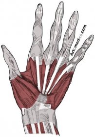 hand tendons muscles