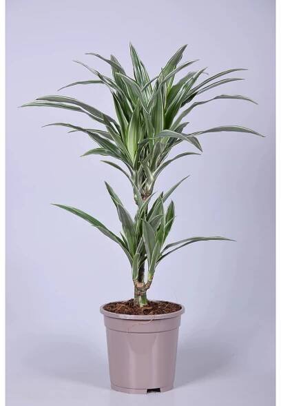 Dracéna průměr květináče cca 17 cm