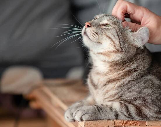 Fun Pets Photobook - Image 10