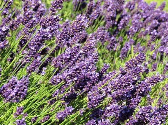 Lavandula angustifolia 'Aromatico Blue Compact' - levandule úzkolistá