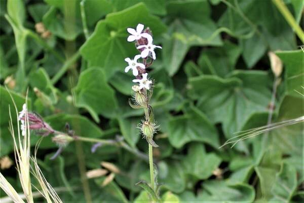 Abbotts Lagoon – May – Marin = Hike