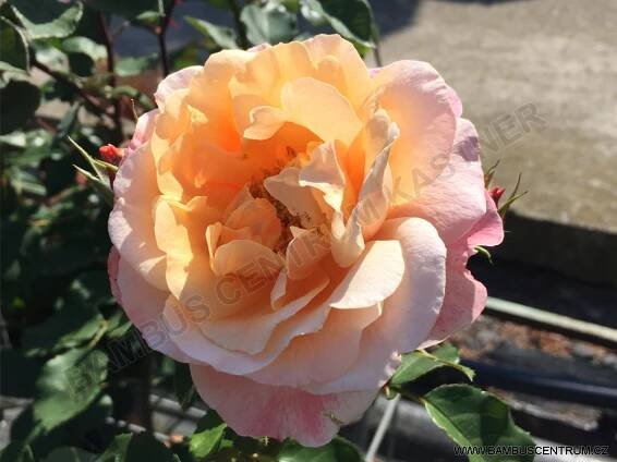 Rosa 'Marie Curie' - růže keřová - Bambuscentrum.cz