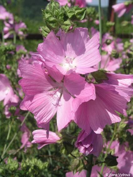 Malva alcea | Květena Šumavy