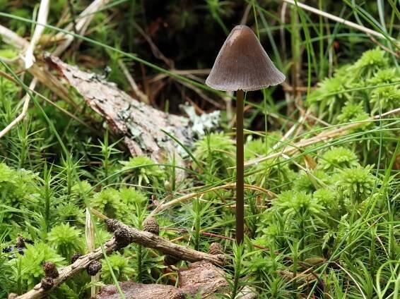 Mycena silvae-nigrae - helmovka smrková