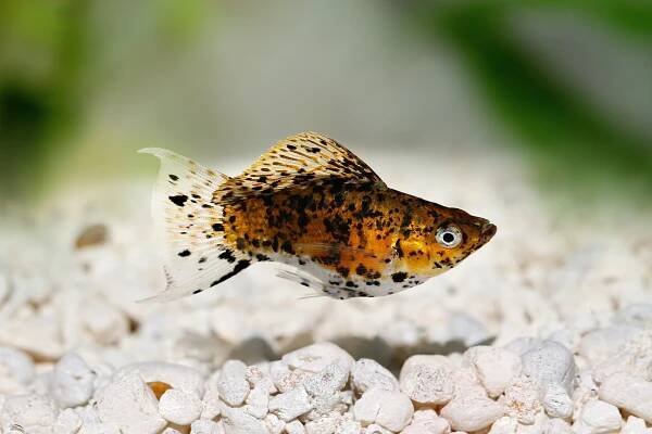 Dalmation Balón Sailfin Molly Poecilia latipinna akvarijní ryby stock fotka