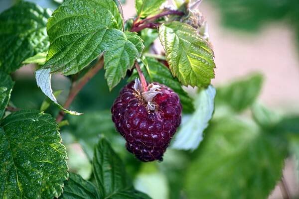 Raspberry fruit nutrition facts