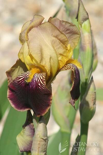 Iris barbata elatior Sudan (4) | HORTIFOTO | Autoři | iBotky.cz