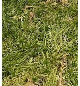 Sphagnum moss - živý rašeliník