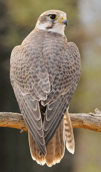 a bird sitting on top of a wooden branch