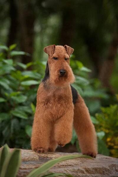 GCh. Ch. Shaireab’s Bayleigh Maid of Honor, Courtesy Keith Bailey (Shaireab’s Bayleigh, then Bayleigh).