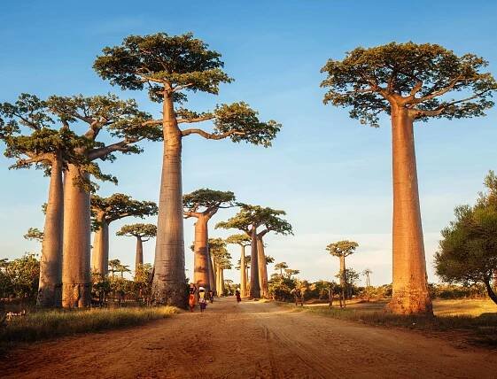 Baobabs — Stock obrázek