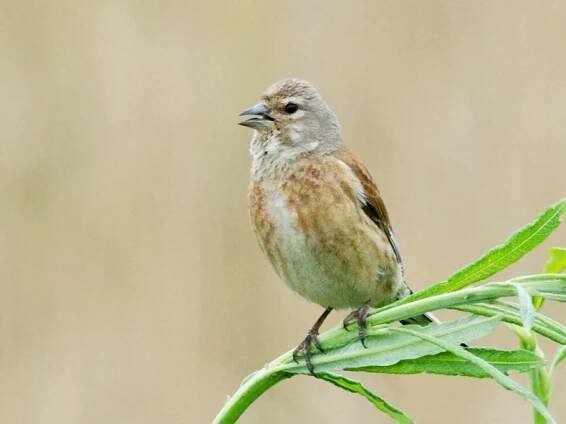 Immature male - ML45130851