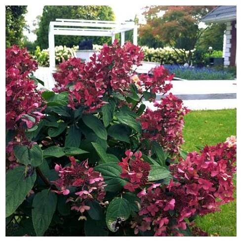 Hortenzie latnatá Wims Red ® - Hydrangea paniculata Wims Red ®
