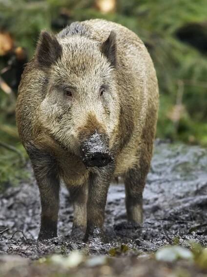 Wild boar