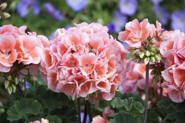 Stojící pelargonie LOKI – sazenice Latinský název pelargonium hortorum, syn. pelargonium zonale