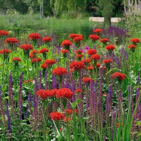 Lychnis chalcedonica - kukučka