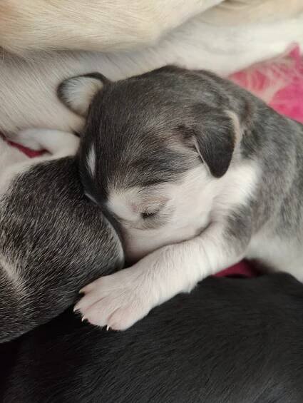 **Saluki litter of 2022** – Sommarvindens kennel