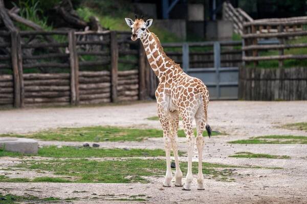 Malá žirafí samička dostala v pražské zoo jméno Johanka. Odkazuje na jejího otce i mistra Jana Husa