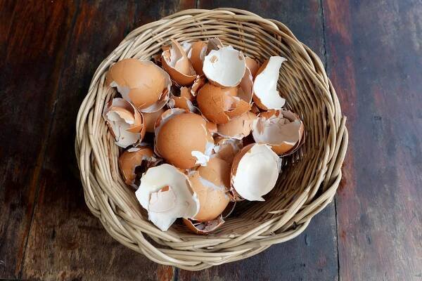 egg shell