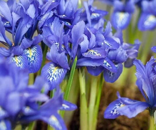 Iris reticulata 'Harmony'