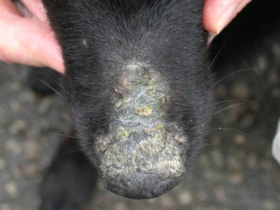 Pemphigus foliacée