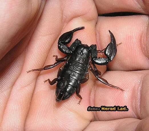 eusc.italicus-male
