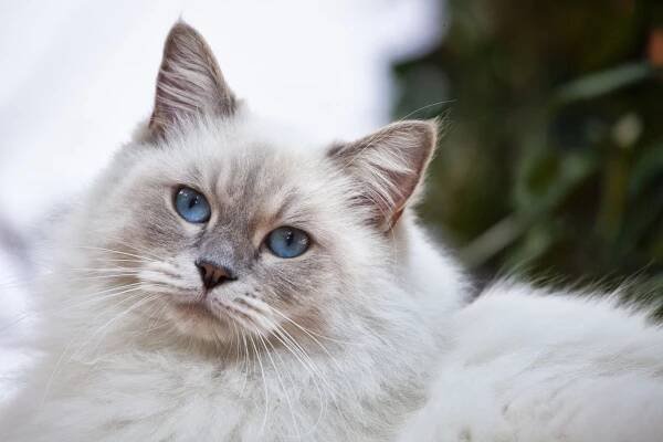 Wesołych Świąt! – Baltic Feline