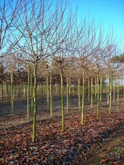 Platanus ×hispanica 'Alphen's Globe' | platan javorolistý 'Alphen's Globe' - Van den Berk školky