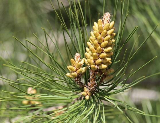 Pollen-bearing cones