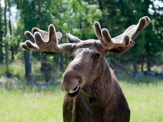 'The Great Moose Migration' inspires mega-fans to follow the Swedish slow TV hit