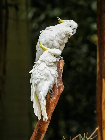 bezplatná Základová fotografie zdarma na téma bílé peří, biodiverzity, cacatua sulfurea Základová fotografie
