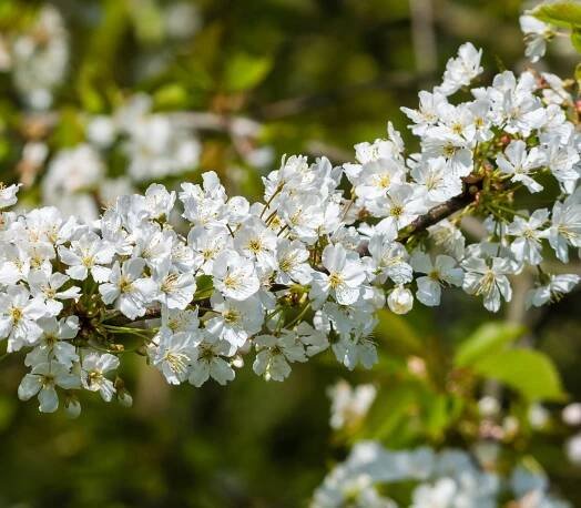 Hawthorn