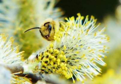 první jarní pyl, včela na květu vrby
