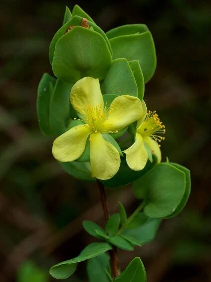 Hypericum crux-andreae