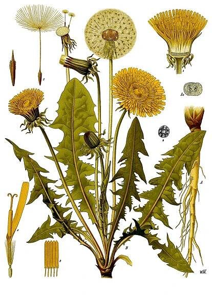 Pampeliška lékařská (Taraxacum officinale)