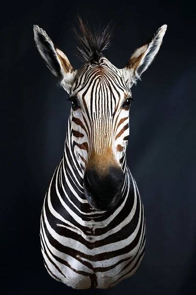 Franc & Zugar Taxidermy - Franc & Zugar Taxidermy