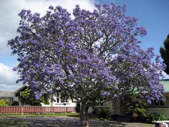 Jacarandá, Jacarandá