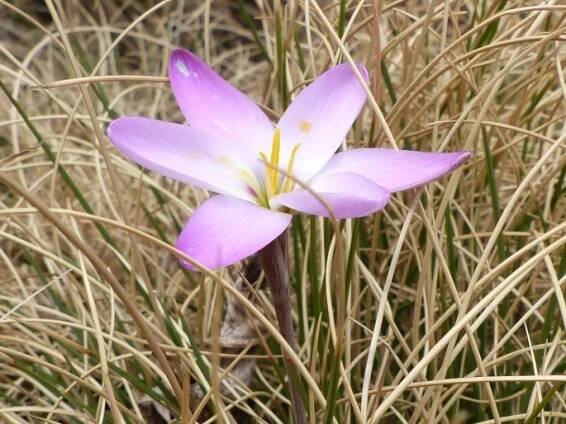 Hesperantha schelpeana