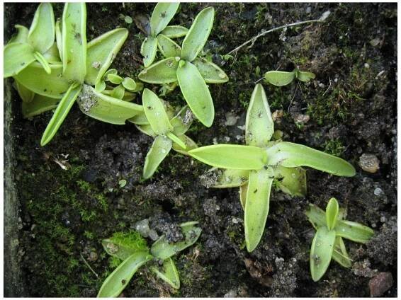 Tučnice modrá - Pinguicula Founcine-le-Bas - osivo tučnice - 15 ks