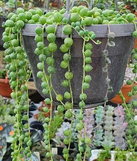 senecio rowleyanus ‘string of pearls’