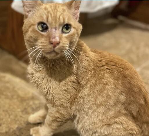Rufus Rescue — The Wellness Principle
