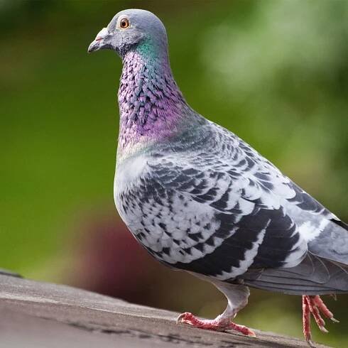 'Joe the Pigeon' gets reprieve from death, after leg band found to be fake