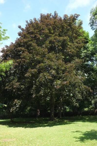 Acer platanoides 'Royal Red'