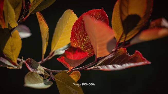 PC tapeta na plochu: Podzimní pohoda 4