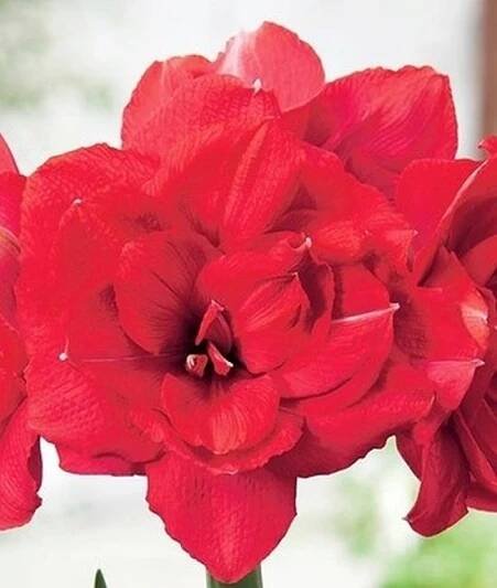 Amarylis zwartnica hippeastrum Double Delicious [22-24] plná odrůda