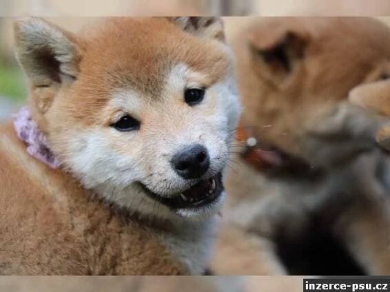 Shiba inu s PP holčička